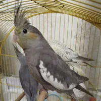 عروس