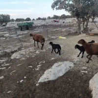 تعداد دوازده راس میش زاییده داشتی