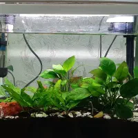 آکواریوم ماهیران|ماهی|اهواز, زیباشهر|دیوار