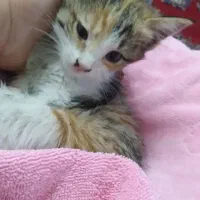 بچه گربه