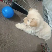 سگ چاو چاپ|سگ|بیضا, |دیوار