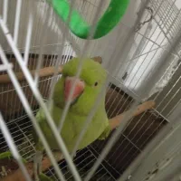 طوطی ملنگوه ماده