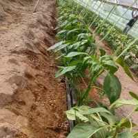 انجام خدمات گلخانه ،کاشت تا برداشت، نخ بندی سرپیچ