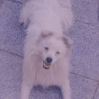 سگ.|سگ|زرند, |دیوار