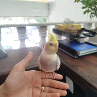 عروس هلندی سخنگو نر