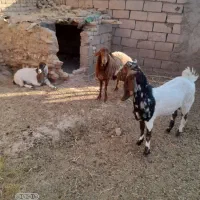 بز جوان|حیوانات مزرعه|سبزوار, قصبه شرقی|دیوار