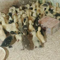 فروش جوجه اردک محلی ورامینی12روزه|حیوانات مزرعه|دابودشت, |دیوار