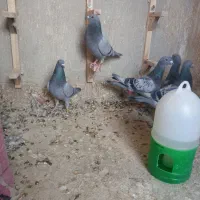 سه جفت عتیقه سبز و کوهی|پرنده|شیراز, حجت آباد|دیوار