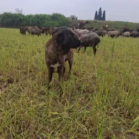 سگ افغان سراب