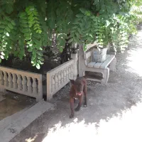 سگ‌‌‌‌‌‌‌‌‌‌هاسکی‌رنگ‌خاص