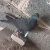 کبوتر
