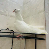 جوجه اراکی نر غول