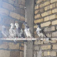 کبوتر  پرشی