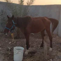 اسب اصیل عرب|اسب و تجهیزات اسب‌سواری|قلعه قاضی, |دیوار