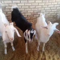 بزغاله دورگ سانن