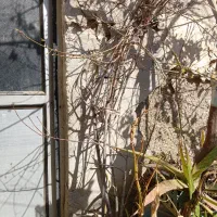 درخت و گل|گل و گیاه طبیعی|رباط‌کریم, رباط‌کریم|دیوار