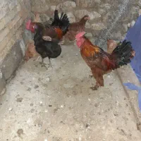 مرغ و خروس محلی
