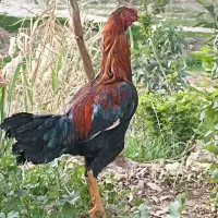 مرغ خروس لاری اصیل اصل افغان