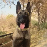 مالینویز جوان آماده اموزش