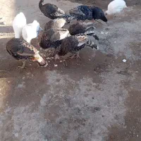 11عدد بوقلمو قیمت توافقی شماره تماس