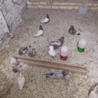 کبوتر یا کفتر|پرنده|شیراز, شهرک مهرگان|دیوار