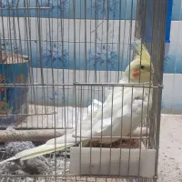 دو عدد عروس هلندی