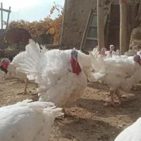 بوقلمون|حیوانات مزرعه|صحنه, |دیوار