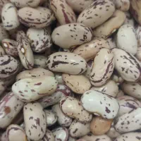 لوبیا ترکیه پاییه کوتاه بذری