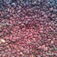 جوشونه،گندم بش،لوبیاقرمز|عمدهفروشی|سیاخ دارنگون, |دیوار