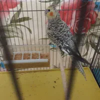 عروس هلندی ماده