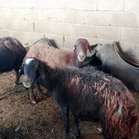 میش و پیر میش چاق و لاغر