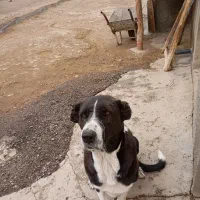 پژدر ماده ۳ ساله|سگ|پیر سلیمان, |دیوار