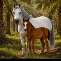 مرکز خرید و فروش