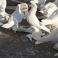 کبوترلوتیپاپر|پرنده|اهر, |دیوار