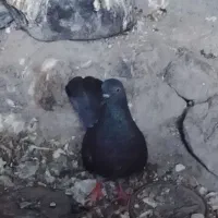 گم شده