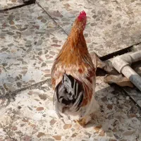 چند عدد خروس پاپری|حیوانات مزرعه|رشت, لاکان شهر|دیوار