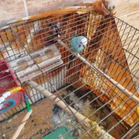 دوتا مرغ عشق مولد با تخم و قفس|پرنده|رباطکریم, الارد|دیوار