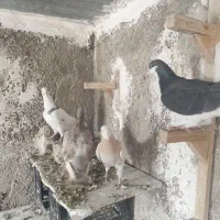 پلاکی و شهری|پرنده|شیراز, کوشک میدان|دیوار