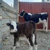 گاو گوساله دار|حیوانات مزرعه|گنبد کاووس, |دیوار