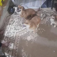 سگ پا کوتاه