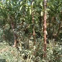 نهال بادام دو ساله سه ساله داش بادام|خدمات باغبانی و درختکاری|خسروشاه, |دیوار