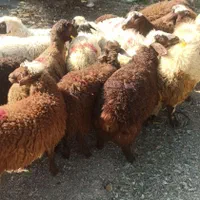 کردستانی گوسفند کیفیت بالازنده گشتارروز شهرداری
