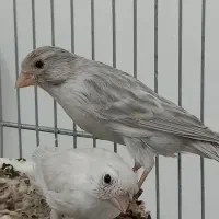 قناری سیلور