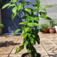 گل یا گیاه اکوبا و پیتسپروم