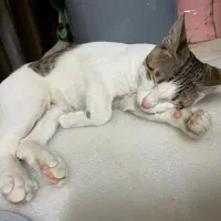 واگذاری گربه