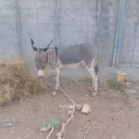 الاغ جوان