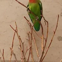 طوطی برزیلی