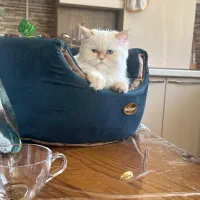 گربه هیمالین اصیل|گربه|کرمان, |دیوار