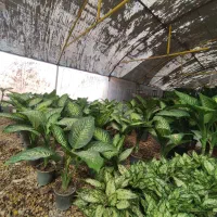 طرح تعویض کتاب وبرگه باطله با گل و گلدان|گل و گیاه طبیعی|اهواز, بعثت|دیوار