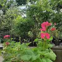 اجاره روزانه باامنیت بالا و قیمت خوب